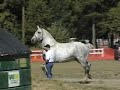 Hugest Horse EVER