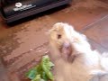 SQUEAKY THE MOST AWESOME GUINEA PIG