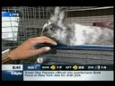BCSPCA Rabbits on TV
