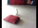 Bern Dancing
