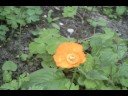 Meconopsis. Meconopsis.