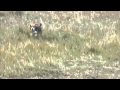 Rottweiler & Beagle - Off-Leash Park II