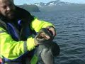 fishing cod summer 04