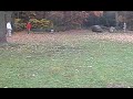 Awesome disc golf shot