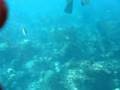 videos de Snorkeling in the Bahamas