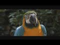 Macaw at Zoo Atlanta - Fur, Feathers, Fins & Fangs