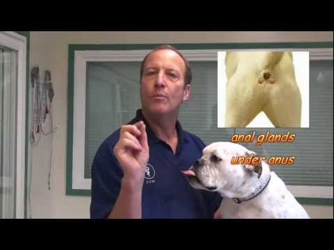 how to drain a female dog's glands