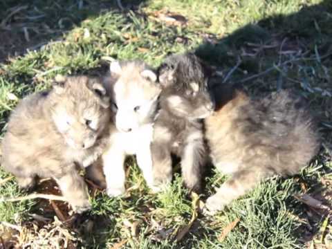 Beautiful Wolf Puppy For sale