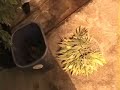 Removing Leaves Part 2