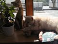 Sphynx Mumi