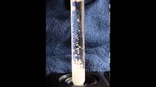 Snow in Storm Glass / Fitzroy's Camphor glass, time lapse.