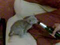 Gatto alcolista cerca la birra