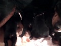 less than a week old