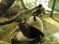 Panda Baby Fu Long, Vienna Zoo