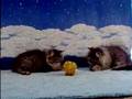 Dollface Doll Face Tabby Persian Kittens Playing