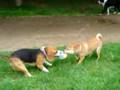 Beagle video