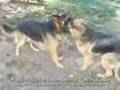 Giant Long Coat German Shepherd Ash - Pioneer Pioneer's GSD