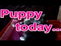 RSPCA Animal Rescue