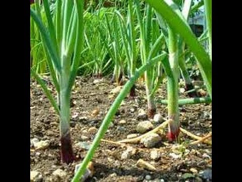 how to grow scallions