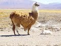 Atacama Mt.Bike Atacama Mt.Bike