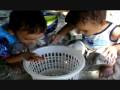 videos de Endangered Baby Leatherback Turtles In Malaysia