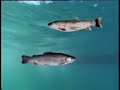 Aquaculture in Tuscany_Part 1