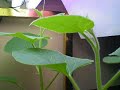 Plant Grow Time Lapse in Two Hours