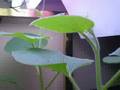 videos de Plant Grow Time Lapse in Two Hours