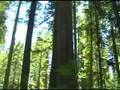 videos de Big Trees/Hikers