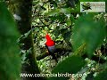 Andean Cock-of-the-rock - Rupicola peruvianus (5) - www.colombiabirding.com