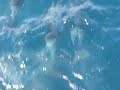 emj freedom dolphins 02