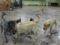 LuLu plays with her buddies