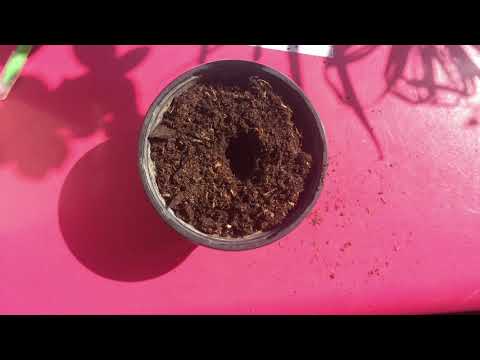 Les tutos de Célia 12 : Le jardinage