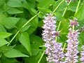 Busy Bumble Bee
