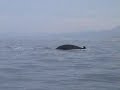 Humpback whales interact with dolphins ! , mexico 2007