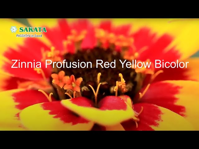 【Zinnia Profusion】 Attractive bicolor The only 1 on the market ! 2023/01/05