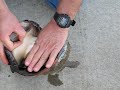 alternate abalone shucking