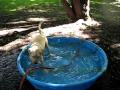 videos de New Pool 4