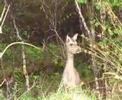 Deer at Aspenwood Holiday Cottage