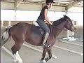 Perfect Hunter Pony For Sale In Richmond, VA