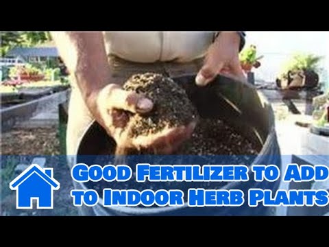 how to fertilize primroses