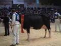 www.cattle.de - SCHAU DER BESTEN 2008: Zweitkalbskühe -Siegerin Venice MZ, Teil II