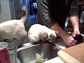 Dishwashers Helpers part 2