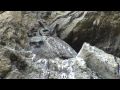 Great Horned Owl with chick in nest (Bubo Virginianus) - Buho Real con polluelo en el nido