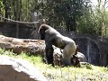 Zoo Atlanta Gorilla Easter Egg Hunt