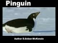 Pinguin Tiere Animals SelMcKenzie Selzer-McKenzie Pinguin Tiere Animals SelMcKenzie Selzer-McKenzie