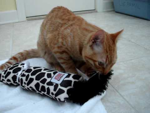 0 KONG Kickeroo Catnip Cat Toy   Floppycats.com Product Review
