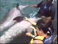 Parkins Dolphin Swim