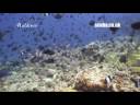 videos de Scuba Travel - Maldives