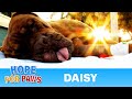 Hope For Paws in Florida - Daisy's rescue (Please share)